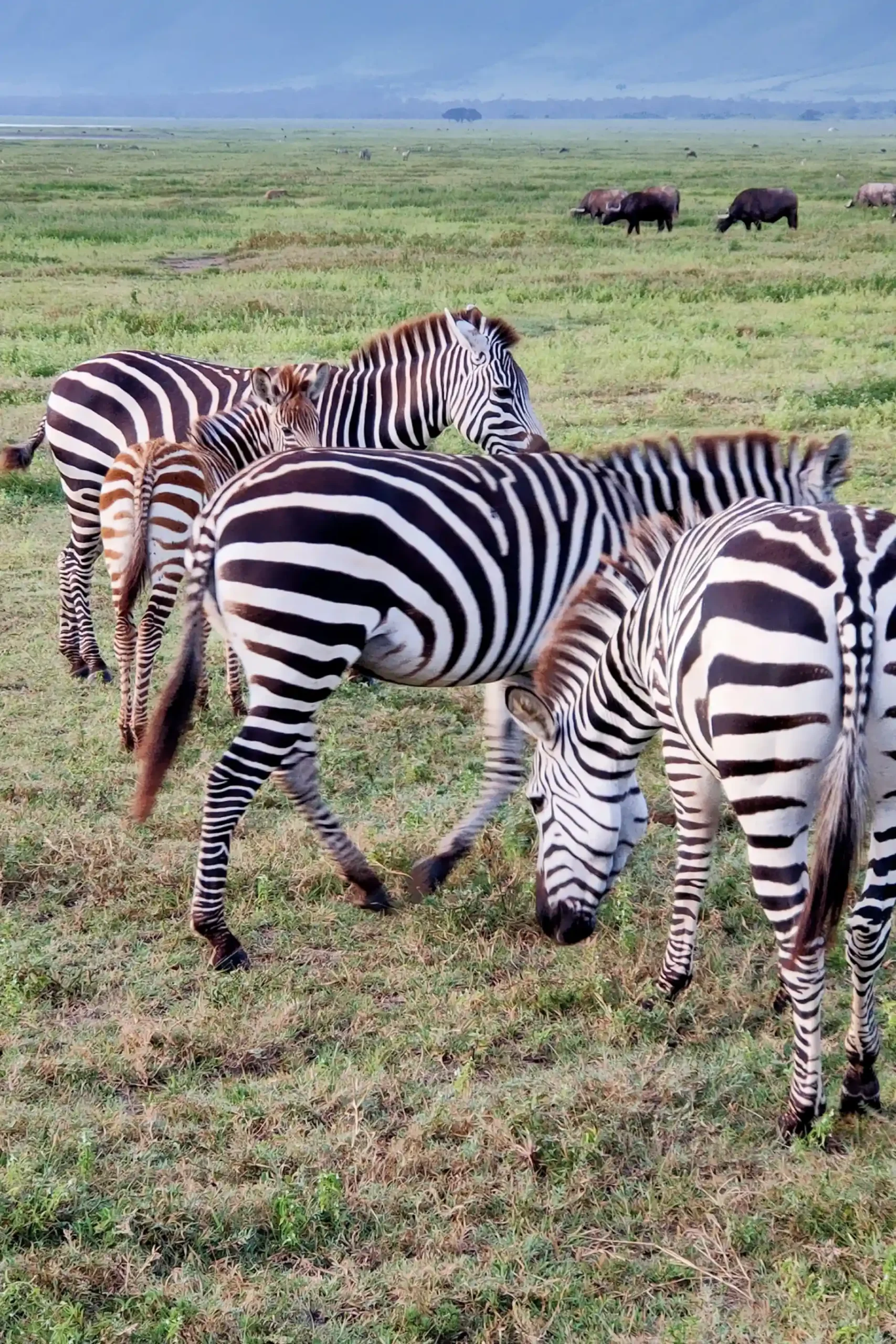 Serengeti, Ngorongoro & Sansibar