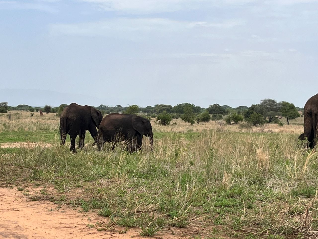 Safari tansania Baloni Bespoke Travel